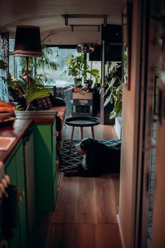 a dog laying on the floor next to a table in a room filled with potted plants