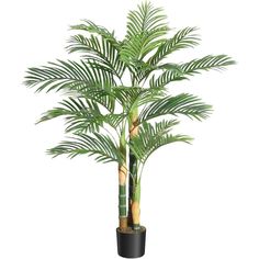 a tall palm tree with green leaves in a black planter on a white background