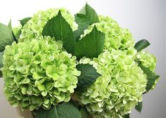 a vase filled with green flowers on top of a table