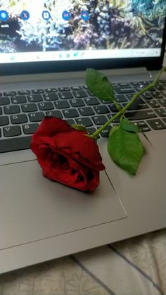 a single red rose sitting on top of a laptop computer's keyboard, next to a flower