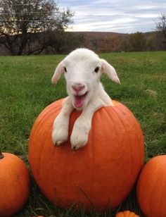 a baby lamb is sitting on top of three pumpkins in the grass with their mouths open