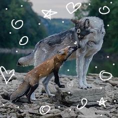 two foxes playing with each other on rocks near water and hearts in the sky above them