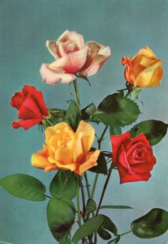 three different colored roses in a vase on a blue background with green leaves and stems