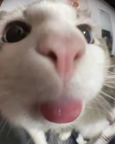 a close up of a cat sticking its tongue out and looking at the camera lens