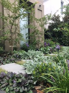 a garden with purple flowers and green plants in front of a white building on a sunny day