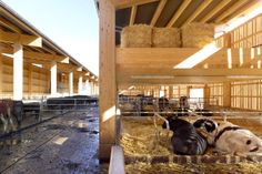 cows are laying down in the hay inside their stalls at an animal farm on a sunny day