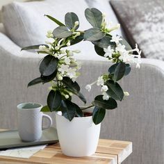 a vase with white flowers on a table next to a coffee cup and remote control