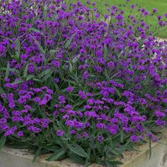 purple flowers are growing in a wooden planter