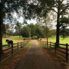 two horses are walking down the road in front of a fenced off area with trees