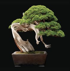 a bonsai tree in a pot on a black background