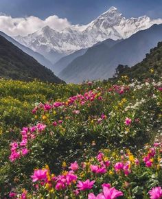 pink flowers in the foreground with snow - capped mountains in the background