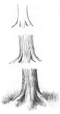 a pencil drawing of a tree trunk