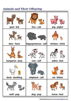 an animal and their offspring worksheet for kids to learn how to read them