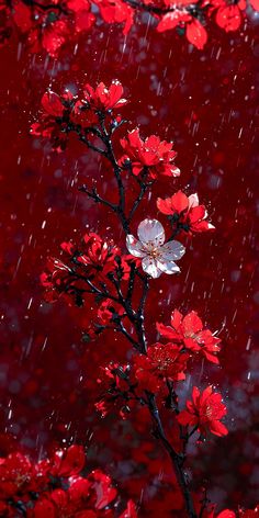 red and white flowers are in the rain