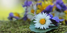 a white and yellow flower sitting on top of a green leaf covered ground next to purple flowers