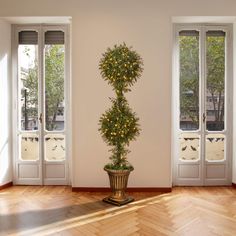 a potted plant sitting in the middle of a wooden floor next to two windows