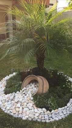 a small palm tree sitting in the middle of a garden with rocks and stones around it