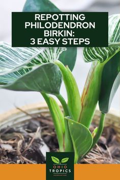 a close up of a plant with the title repotting philodendron birkinn 3 easy steps