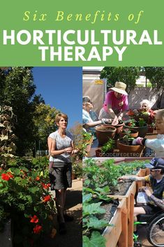 the cover of six benefits of hortiultural therapy, with pictures of people tending plants