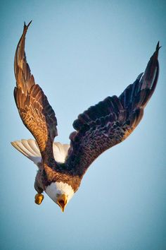 an eagle is flying through the air with its wings spread out and it's talon extended