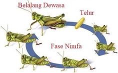 four different types of grasshoppers on a circle with the words, belang dewasa