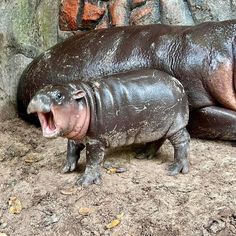 an adult hippopotamus standing next to a baby hippo in the dirt