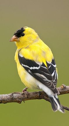 a yellow and black bird sitting on top of a tree branch in front of a green background