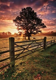 a tree in the middle of a field with a fence around it and sunset behind it