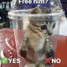 a small kitten sitting inside of a plastic cup with the caption free him? yes no