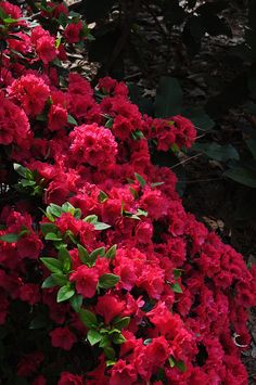 red flowers are blooming in the garden