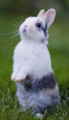 a small rabbit sitting on its hind legs in the grass