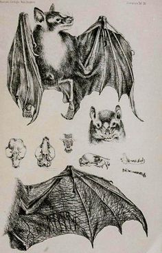 some drawings of bats and other animals