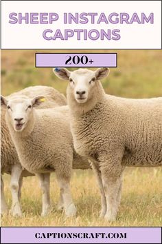 two sheep standing next to each other in a field with the caption, sheep instagram captions 200 +