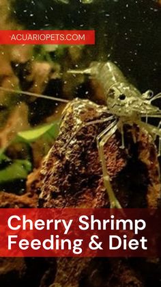 a large shrimp sitting on top of a rock next to some plants and water with the words cherry shrimp feeding & diet