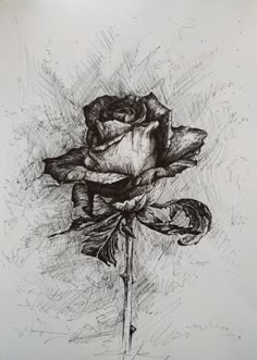 a black and white drawing of a rose