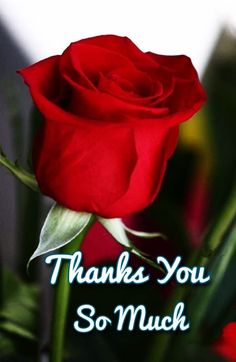 a red rose with the words thank you so much on it's back ground