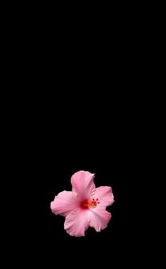 a pink flower is in the middle of a black background with space for an image