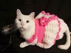 a white cat wearing a pink and white sweater