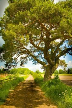 a large tree sitting on the side of a dirt road next to a lush green field