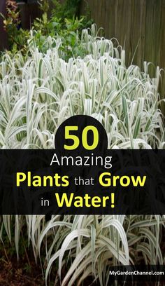 plants that grow in water with text overlay reading 50 amazing plants that grow in water