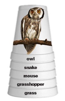 an owl sitting on top of a stack of cups with words above it that read, food chain stacking cups what a great way to show food chains