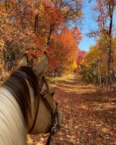 a horse that is standing in the dirt near trees with leaves on it's sides