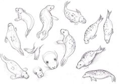 some sea animals that are drawn in pencil