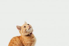 an orange and white cat looking up into the sky