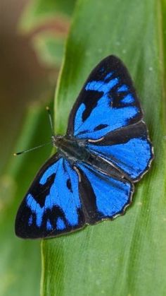 a blue butterfly sitting on top of a green leaf