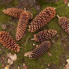 several pine cones are laying on the ground