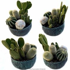 four different types of cactus in small pots