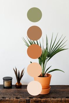 a potted plant sitting on top of a wooden table