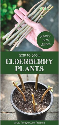 how to grow elderberry plants in the pot with text overlay that reads, how to grow elderberry plants