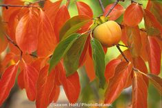 an orange fruit hanging from a tree branch with leaves and branches in the foreground